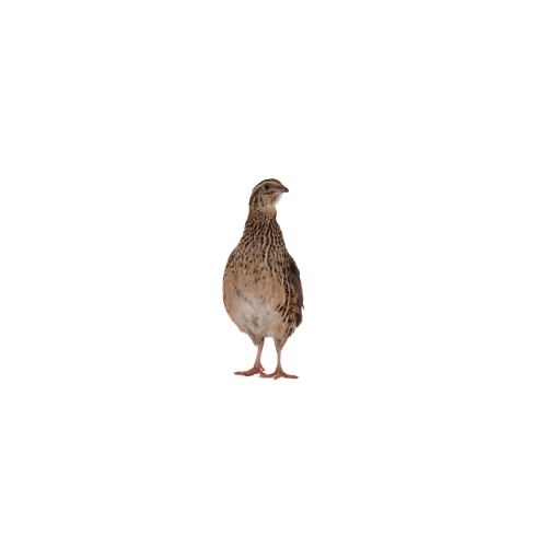 1 month old quail