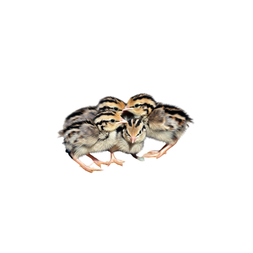3 week Old Quail