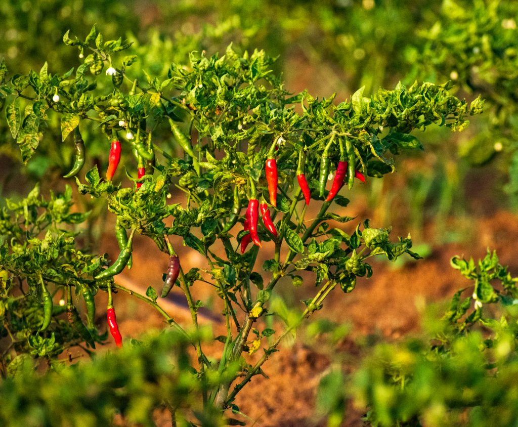 Chili Farming