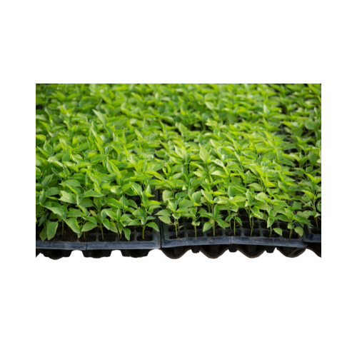 Chili Seedlings