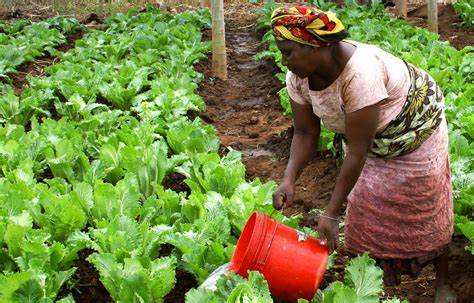 Female farmer tending to crops at Flycorp Farms