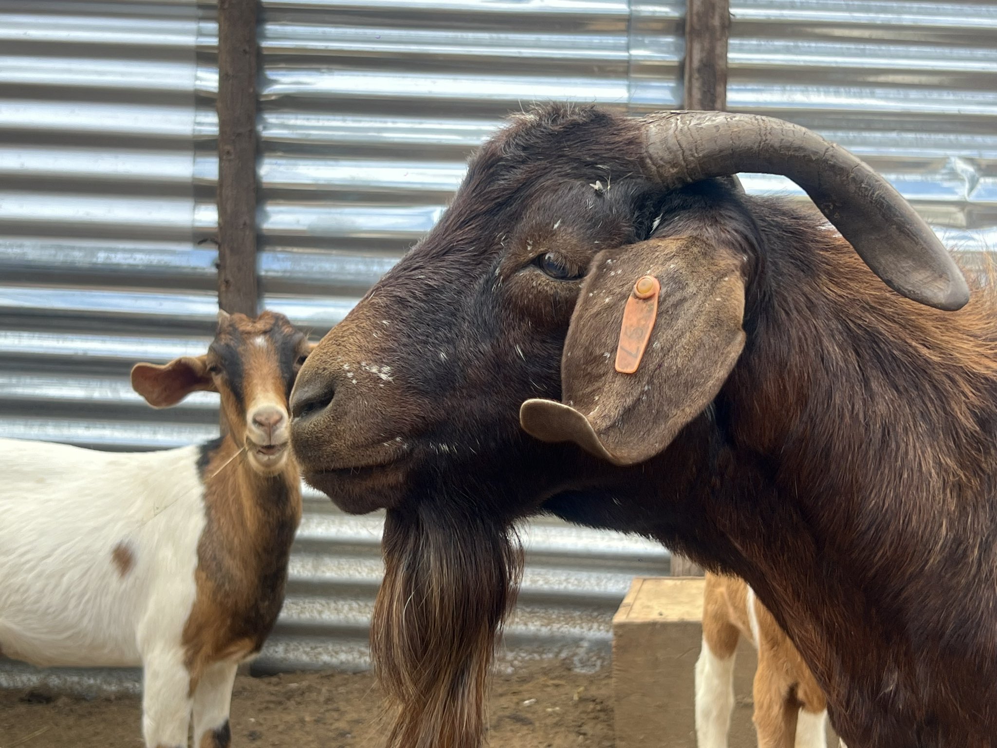 Goat Farming