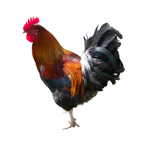 Local Chicken (live)