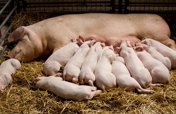 Piggery