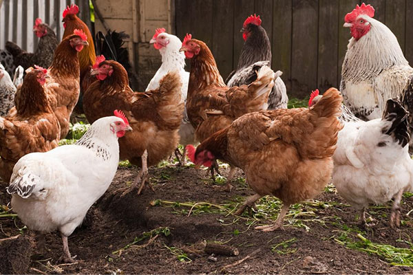 Poultry