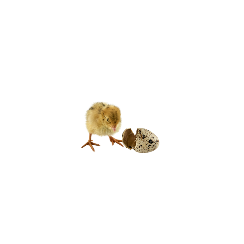 1 Day old quail chicks