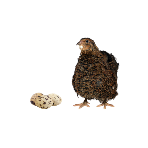 Quail layers